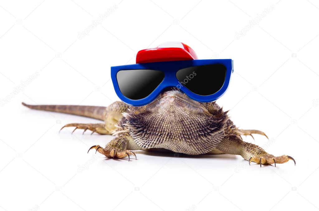 Bearded Dragon In Sunglasses And Cap — Stock Photo © Design Pics