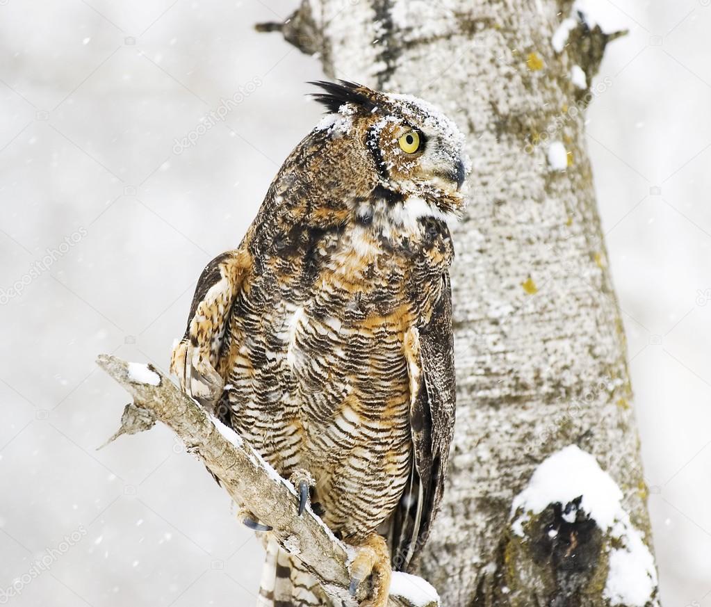 Long-Eared Owl In The Winter