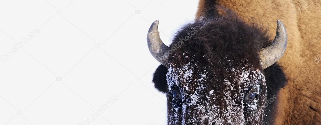 Bison In Winter