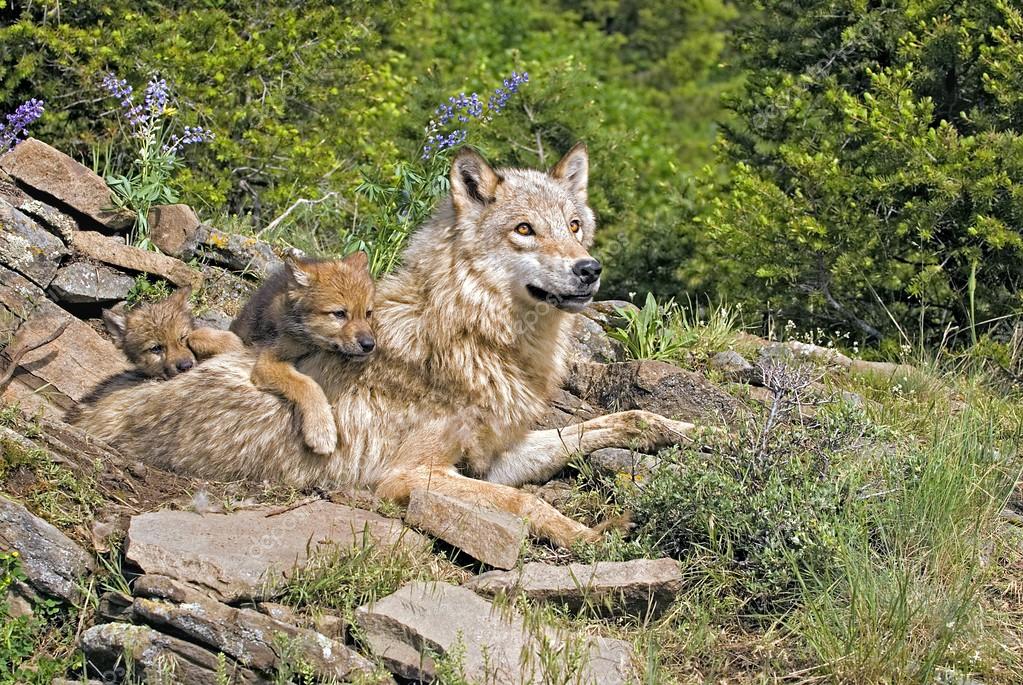 842 Wolf Cub Stock Photos Free Royalty Free Wolf Cub Images Depositphotos