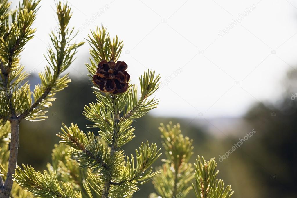 Single Pine Cone On Branch