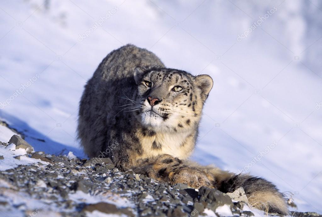 Snow Leopard In Snow