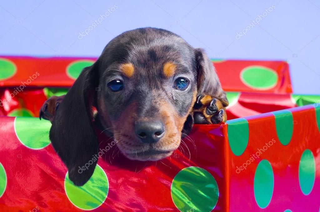 puppy in a gift box