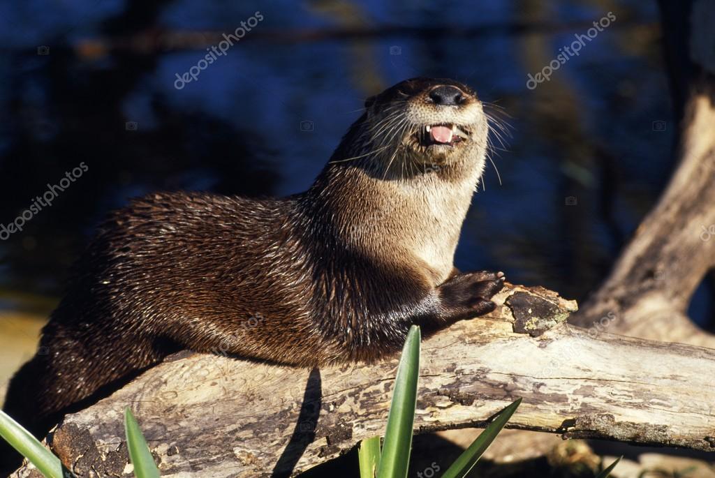 Loutre De Riviere Images Libres De Droit Photos De Loutre De Riviere Depositphotos Loutre De Riviere Images Libres De Droit Photos De Loutre De Riviere Depositphotos