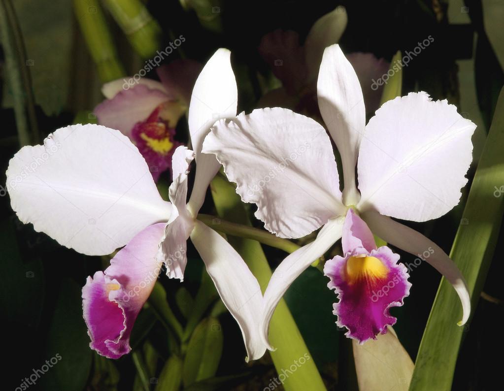 Laelia Orchid