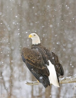 Bald Eagle In A Snowfall clipart