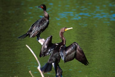 iki katına Tepeli karabatak