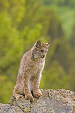 Genç Kanadalı lynx