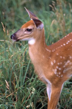 Whitetail Geyik geyik yavrusu