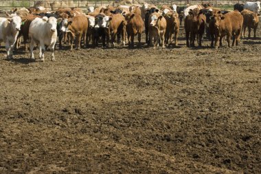 Herd Of Cattle clipart