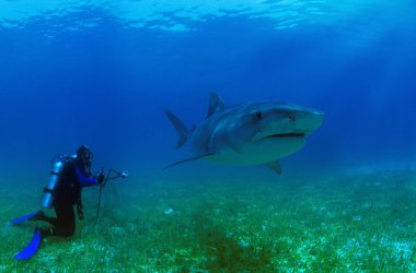 Kaplan köpek balığı ve scuba diver