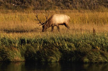 otlatma elk