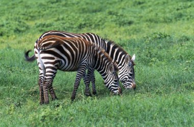 iki zebralar Tandem, ngorongoro krateri besleme