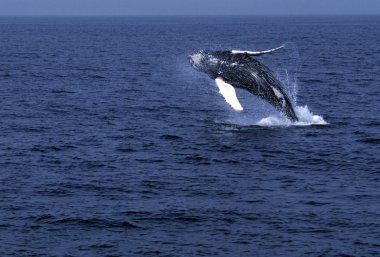 Humpback Whale Breaching clipart