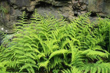 kokulu saman eğreltiotu