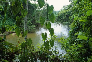 Rainforest In Belize clipart