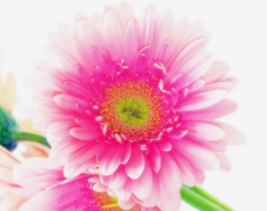 pembe gerbera papatyalar