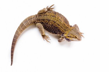 Sakallı Ejder kertenkele