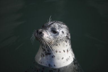 liman seal