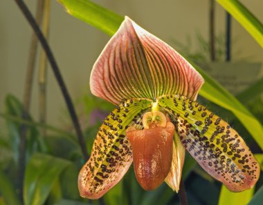 Orkide paphiopedilum