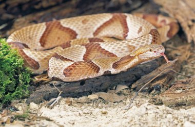 Northern Copperhead Snake clipart