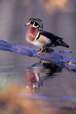 Wood Duck Drake On Log In Water clipart