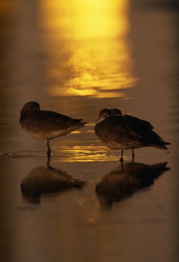 suda roosting willet deniz kuşları (catoptrophorus semipalmatus)