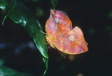 leafwing kelebek