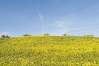 Mavi gökyüzü ile Hillside