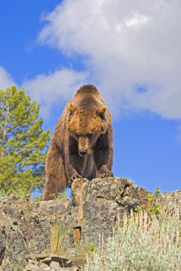 Grizzly Bear Standing On A Ridge clipart