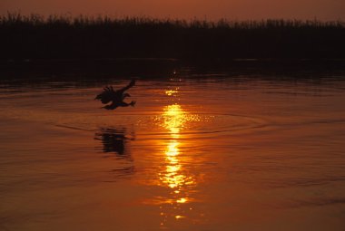 Balık için swooping Afrika balık kartalı