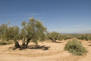 zeytin ağaçları