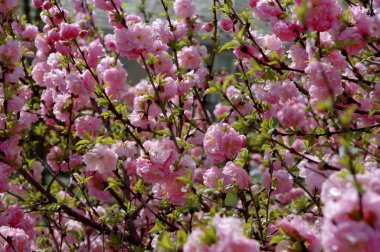 Kiraz Çiçeklerinin Yakın Çekimi