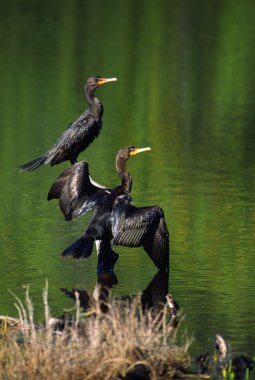 Çift Tepeli karabatak