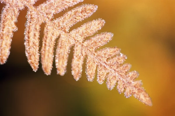 Frost på en fern leaf — Stockfoto
