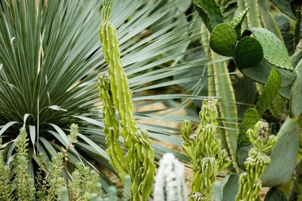 Succulents — Stock Photo, Image