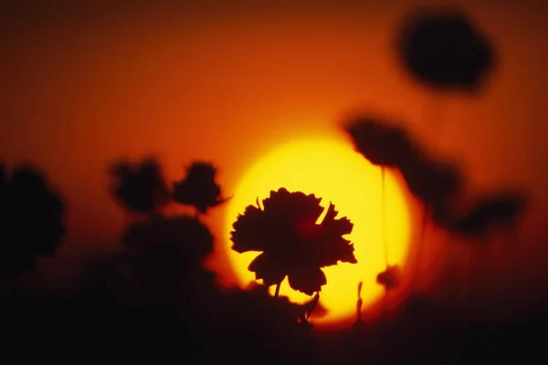 Silhouet van bloemen bij zonsopgang — Stockfoto