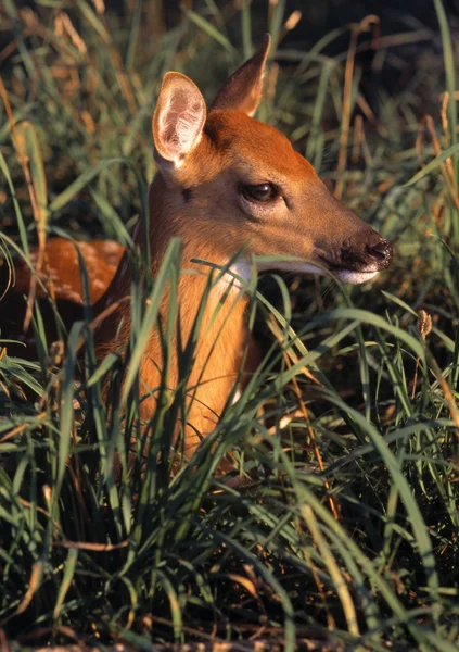 Молодой олень лежит в траве — стоковое фото