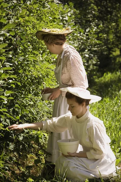 Vrouwen bessen plukken in ouderwetse kleding — Stockfoto