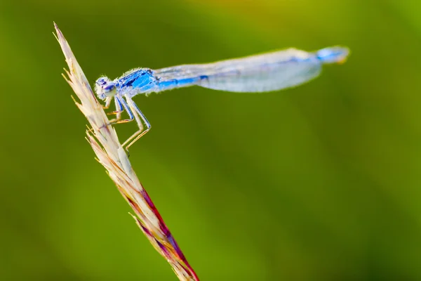 Unique Dragonfly Resting On Plant Stalk — Stock Photo, Image