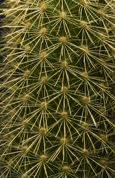 Cactus Close-Up — Stock Photo, Image