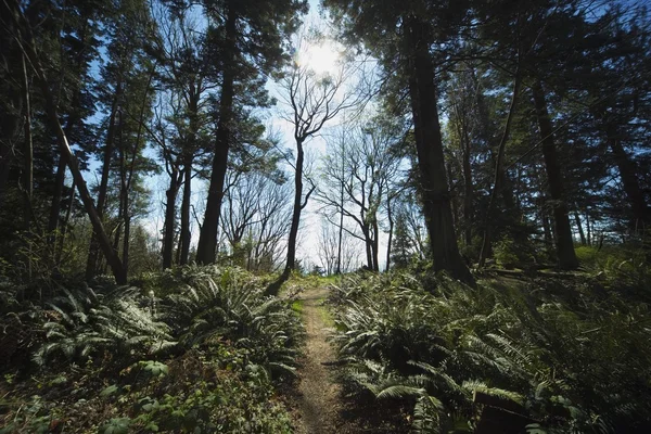 Pad in een bos — Stockfoto