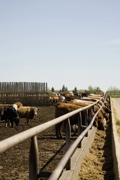 Vacas a comer — Fotografia de Stock