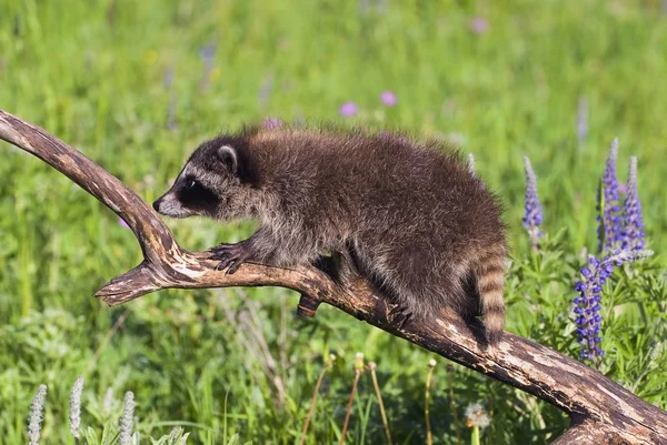 Baby racoon na větvi — Stock fotografie