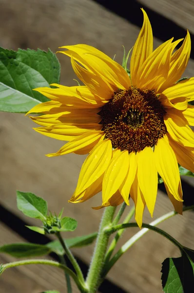 Einzelne Sonnenblume — Stockfoto