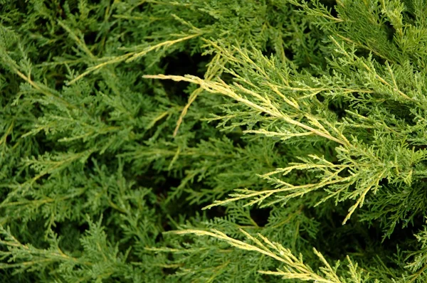 Juniper Branches — Stock Photo, Image