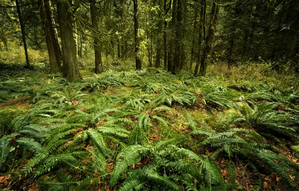 Samambaias no chão da floresta — Fotografia de Stock