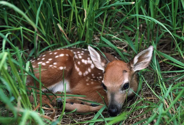 Cauda branca Fawn enrolada na grama — Fotografia de Stock