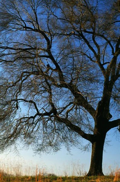 Träd och himmel — Stockfoto