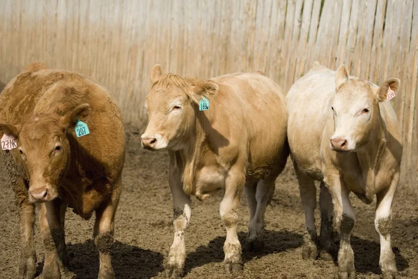 Mucche in azienda — Foto Stock
